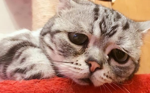 送走猫咪后总想哭是为什么