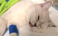 母猫子宫蓄脓怎么治