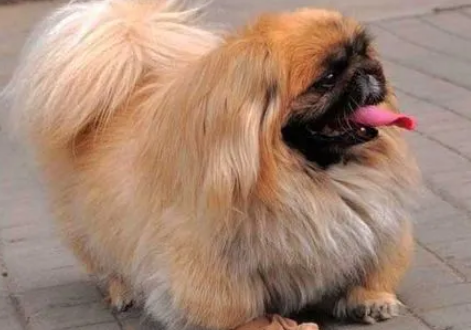 中华田园犬狮毛狗长的大吗