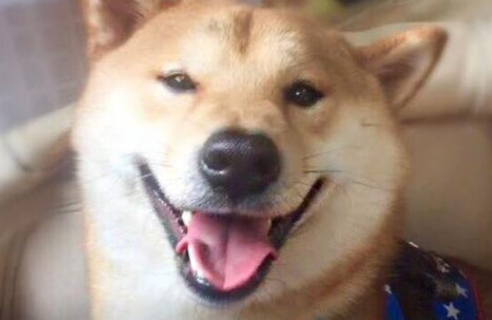 柴犬跳上婴儿床哄宝宝入睡，妈妈凑近一看感动得热泪盈眶
