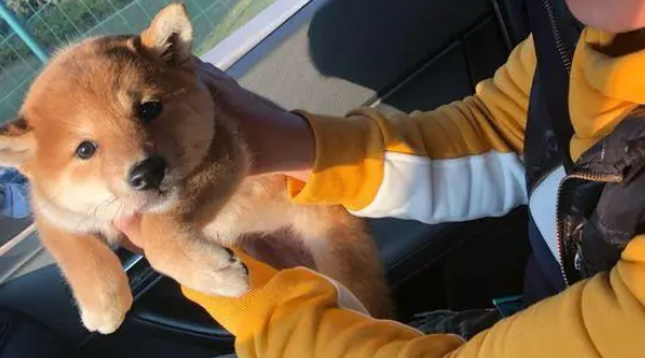 带柴犬出去玩儿,路上情绪不是很高,柴犬:晕车了! 带柴犬出去玩儿,路上情绪不是很高,柴犬:晕车了!