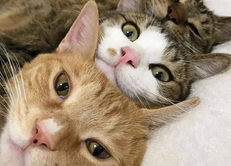 容易被猫喜欢的人 容易被猫喜欢的人