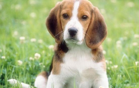 比格犬介绍 结实强壮精力充沛