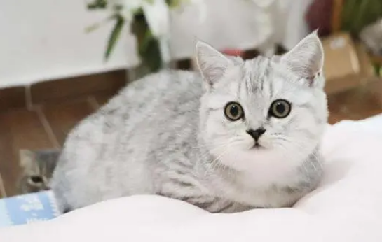 猫仔多少钱