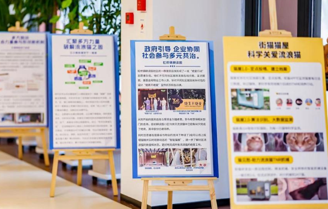 城市里的流浪猫怎么管?上海这个地区探索出一条新路 城市里的流浪猫怎么管?上海这个地区探索出一条新路