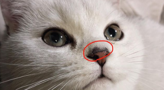 小猫鼻头不湿润但是很有活力