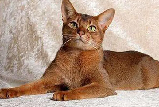 埃及短毛猫，应该如何喂养