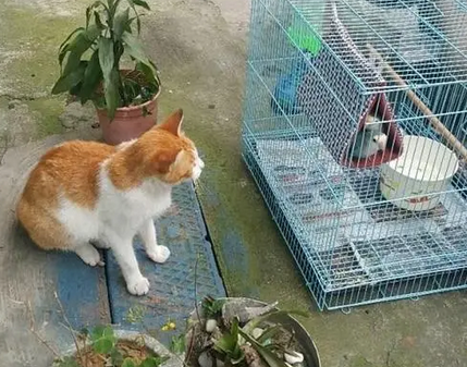 橘猫为何化妆成流浪猫跟人讨罐头吃?它是不是故意的? 橘猫为何化妆成流浪猫跟人讨罐头吃?它是不是故意的?