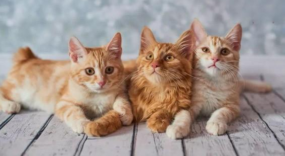 猫应激反应会自愈吗