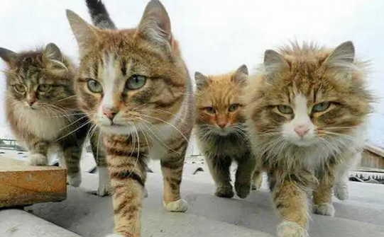 猫咪集体游行示威,规模还这么大,难道是想翻身做主人? 猫咪集体游行示威,规模还这么大,难道是想翻身做主人?
