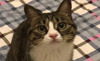 说话猫是什么意思