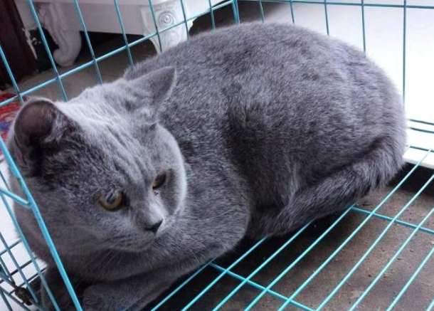 蓝猫离家出走一星期,回到家后边吃边流泪 蓝猫离家出走一星期,回到家后边吃边流泪