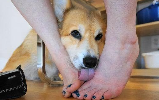狗舔了一下正常人皮肤没事吧 狗舔了一下正常人皮肤没事吧