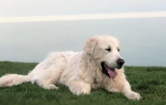 金毛犬安乐死前,最后一次散步,主人拍下最伤心一幕:老友再见! 金毛犬安乐死前,最后一次散步,主人拍下最伤心一幕:老友再见!