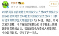 曾下山躲村民家的野生大熊猫安安,因多器官衰竭去世!