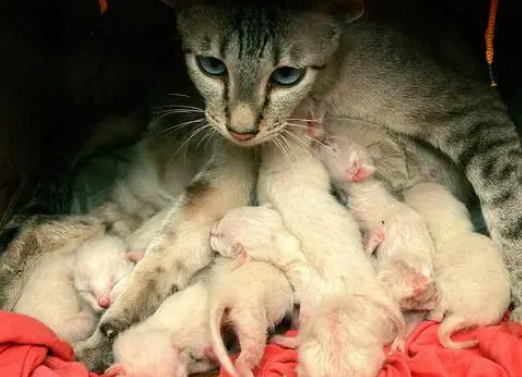 母猫产后一天没有大小便 母猫产后一天没有大小便
