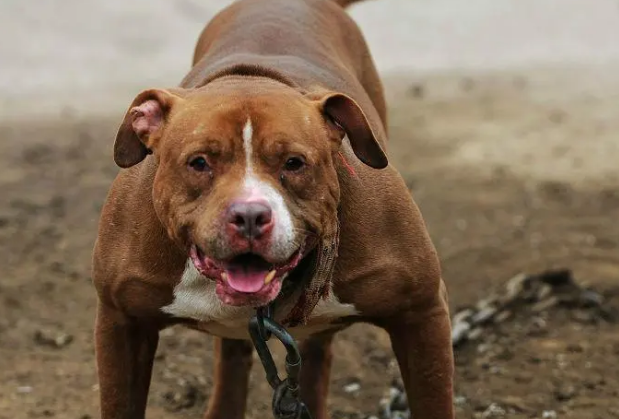 比特犬藏獒都不是东北虎对手,如果比特犬藏獒联手呢?结果真意外 比特犬藏獒都不是东北虎对手,如果比特犬藏獒联手呢?结果真意外