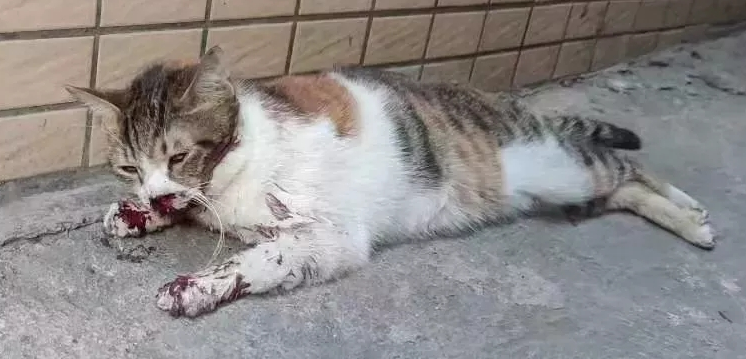 忍不住想虐猫怎么办
