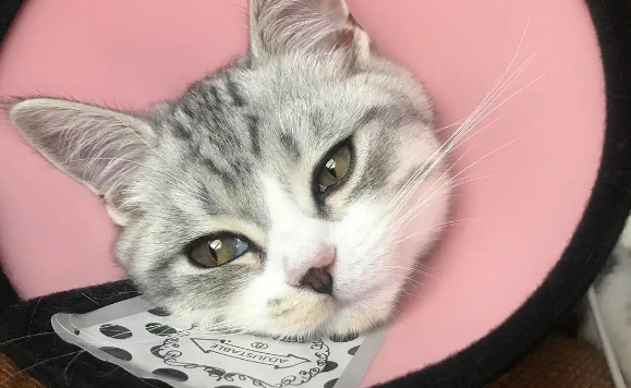 母猫绝育后需要注意什么 母猫绝育后需要注意什么