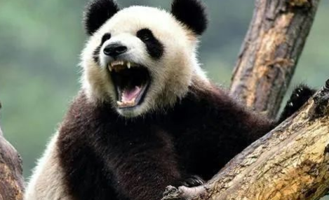 大熊猫的咬合力真的仅次于北极熊吗? 大熊猫的咬合力真的仅次于北极熊吗?