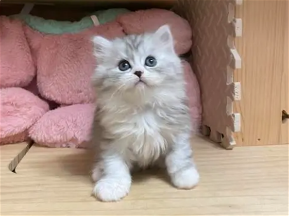 英短银白怎么出的