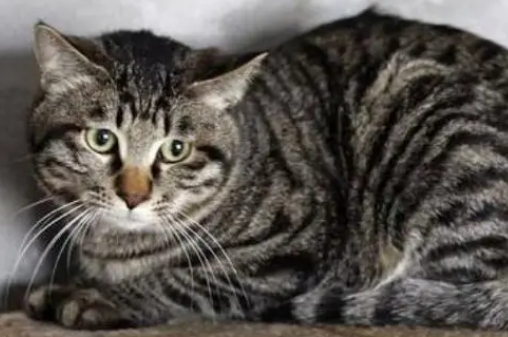 猫最多能活多少年 猫最多能活多少年