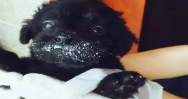 网友路边捡了只黑色的小狗,带回家后才发现。。。 网友路边捡了只黑色的小狗,带回家后才发现。。。