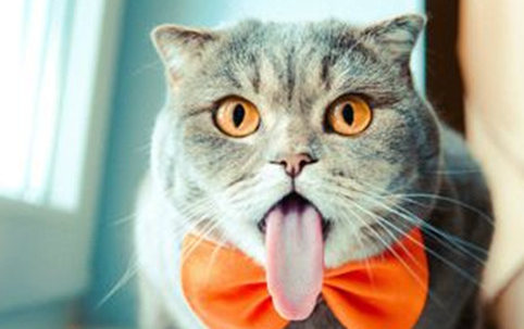 为什么说猫是最后一世 为什么说猫是最后一世