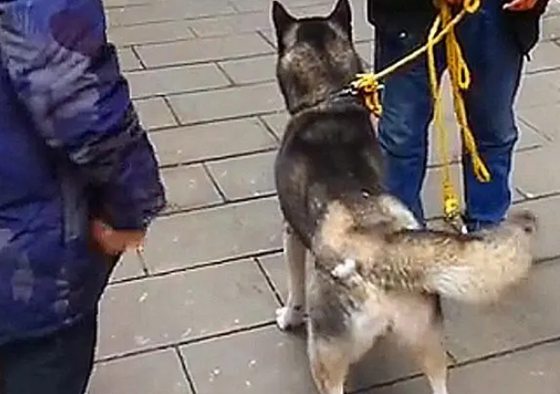 高冷哈士奇被抛弃后进警局，面对警察叔叔的美食诱惑，帅气一扭头
