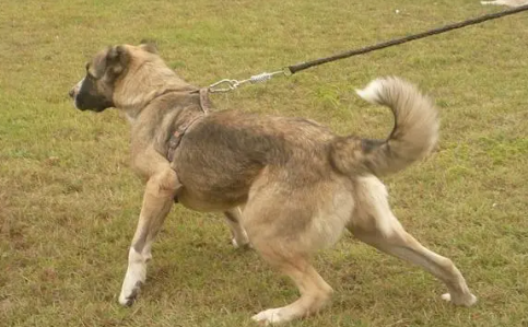 高狼犬和中亚犬的区别