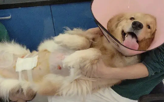 母狗绝育手术的费用一般是多少