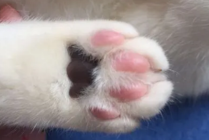 摸猫的肉垫会五指张开为什么