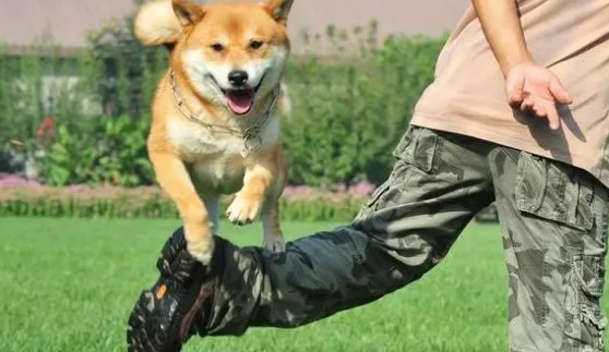 狗狗训练实战：户外5招，让你的狗狗听话待命！