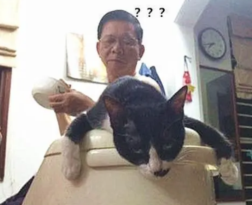 老爸盛饭遇阻，只见猫咪趴电饭煲上，一脸不爽：都是我的！