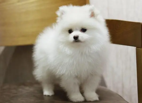 博美犬的体型娇小 博美犬的体型娇小