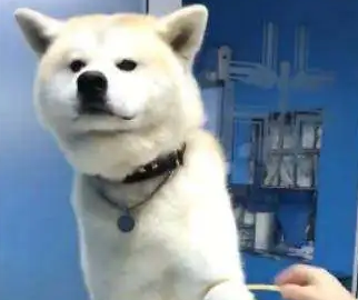主人带着秋田犬去抽血,狗狗不哭不叫,网友:看着真心疼! 主人带着秋田犬去抽血,狗狗不哭不叫,网友:看着真心疼!