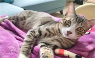 为什么你一醒猫就知道