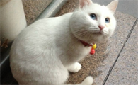为什么会闹猫的原因 啥叫闹猫