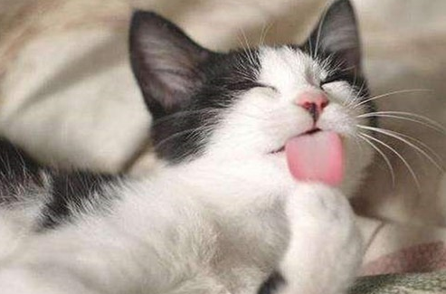 猫知道人不是猫吗 猫知道人不是猫吗