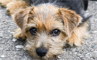 诺福克梗犬好养吗