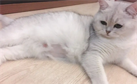 母猫怀孕42天胎儿情况