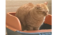 小猫不拉屎怎么办