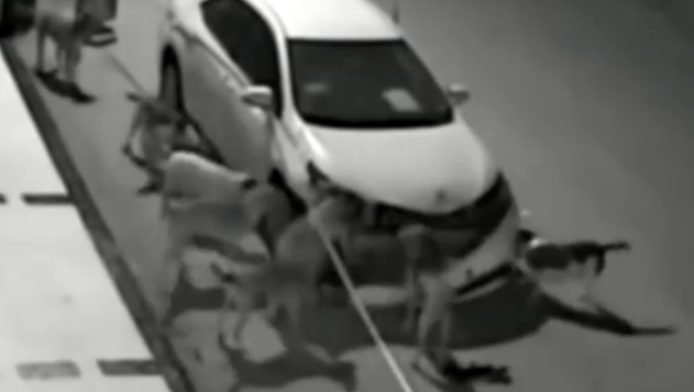 流浪狗真的会记仇?一群狗半夜疯狂拆车 流浪狗真的会记仇?一群狗半夜疯狂拆车