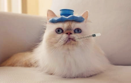 人感冒会传染给猫吗 人感冒会传染给猫吗
