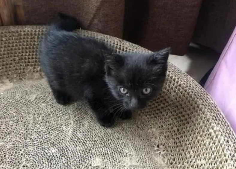 生了纯黑的猫好不好
