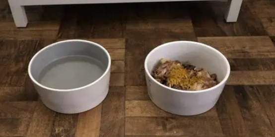 金毛犬安乐死前,最后一次散步,主人拍下最伤心一幕:老友再见! 金毛犬安乐死前,最后一次散步,主人拍下最伤心一幕:老友再见!