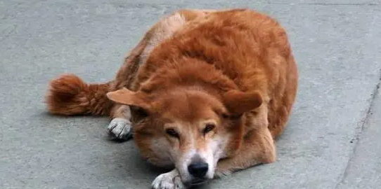 狗临死前最后一叫声代表什么 狗临死前最后一叫声代表什么