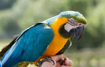 会说话的鹦鹉多少块钱一只