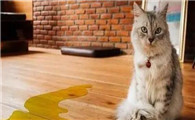 为什么有的公猫不绝育不乱尿