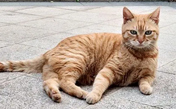 拼多多200左右的猫靠谱吗